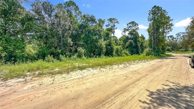 a view of a yard with plants and large trees