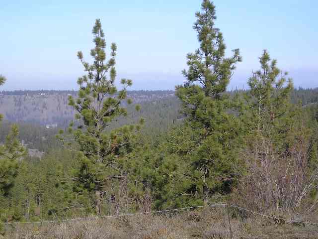8401 South Sherman Road Spokane, WA 99224 - Photo 2 of 4