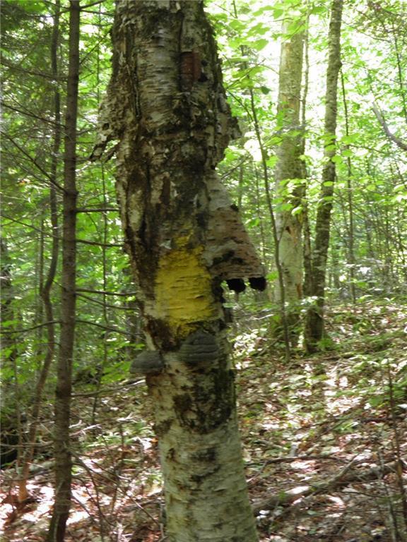 0 Beaver Mountain Road Southwest Sandy River Plt, ME 04970 - Photo 13 of 31 Around the west side of the...