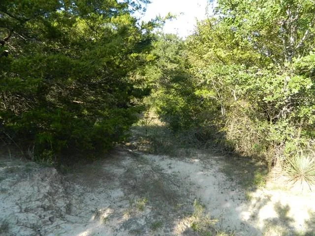 a close up of a tree in a yard