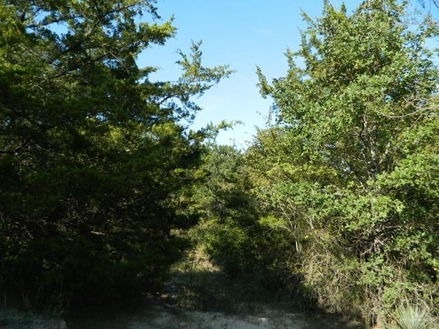 7075 Jones Road Bryan, TX 77807 - Photo 13 of 36 a view of a tree