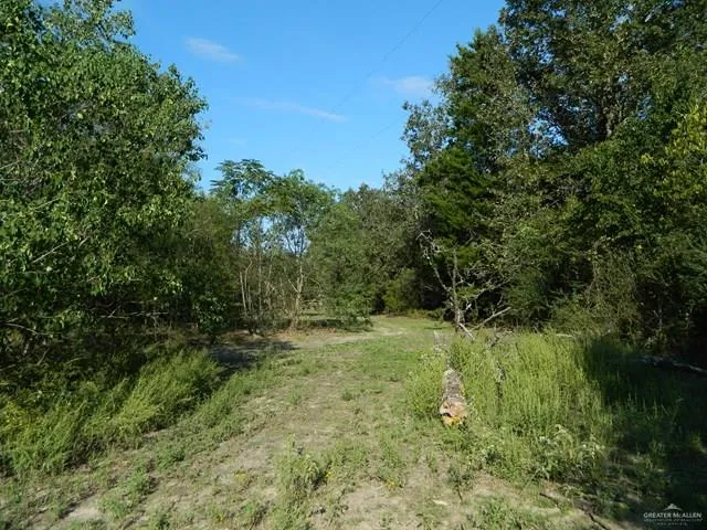 a view of a yard with a tree