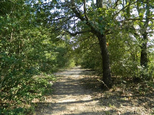 7075 Jones Road Bryan, TX 77807 - Photo 17 of 36 a view of a yard with a tree