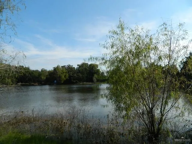 a view of a forest with trees in the background