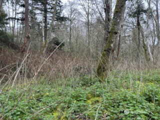 0 Ewing Clinton, WA 98236 - Photo 16 of 17 a view of a forest with a tree