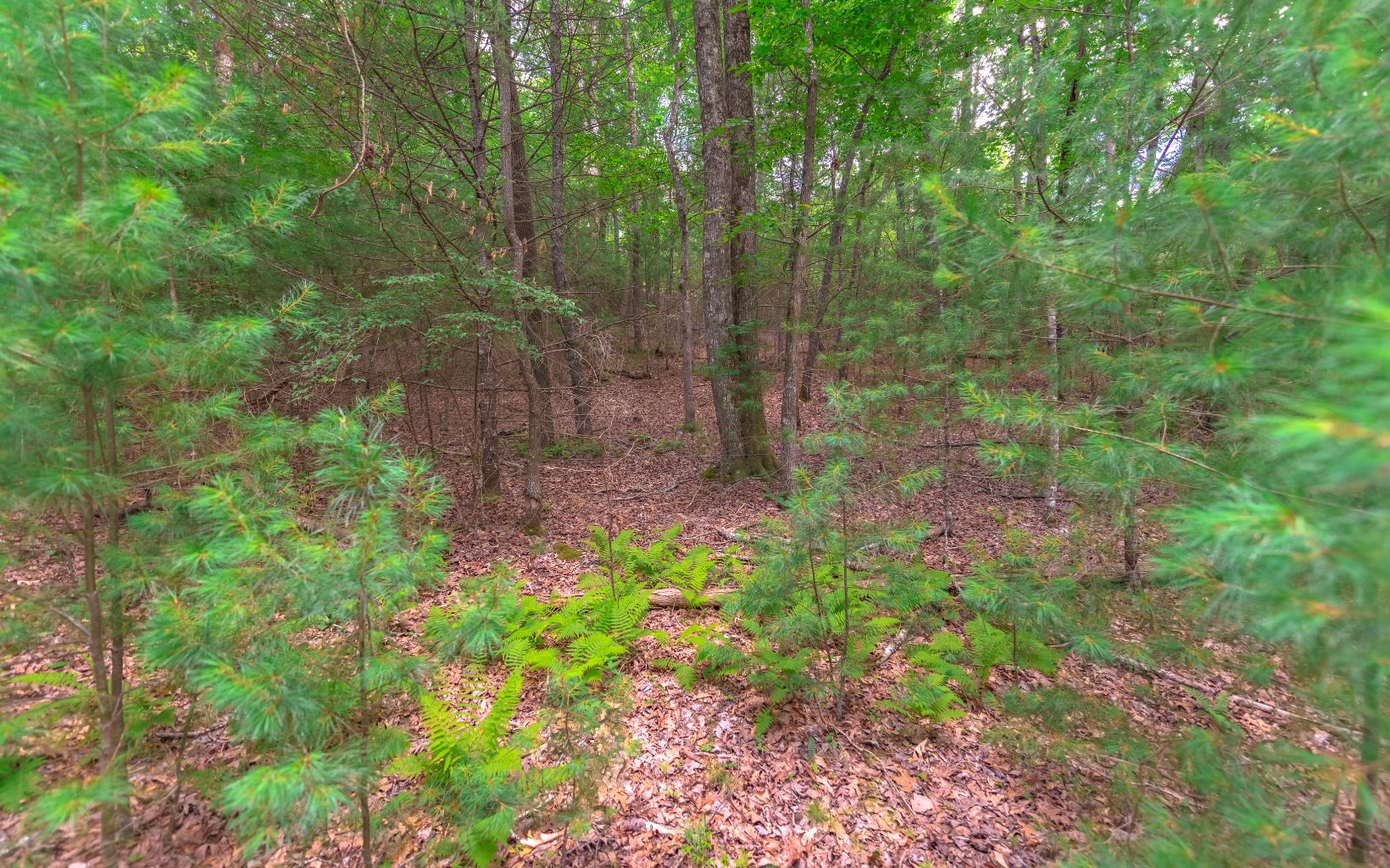 5-ac Gordon Thomas Road Morganton, GA 30560 - Photo 4 of 4 Additional View