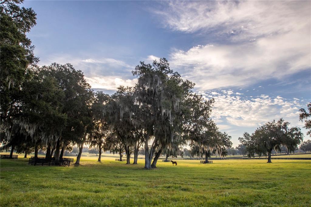 6800 Northwest 193rd Street Reddick, FL 32686 - Photo 37 of 65