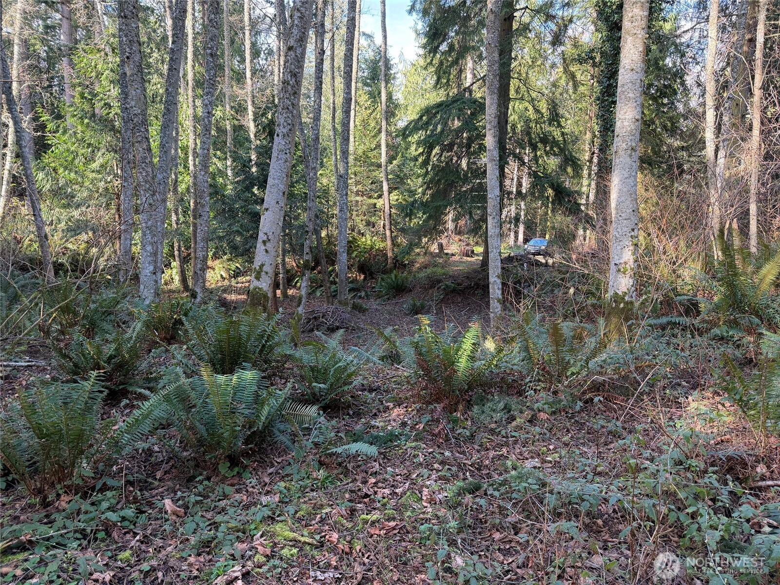 4843 Northeast Twin Spits Road Hansville, WA 98340 - Photo 4 of 20 a view of a forest with trees