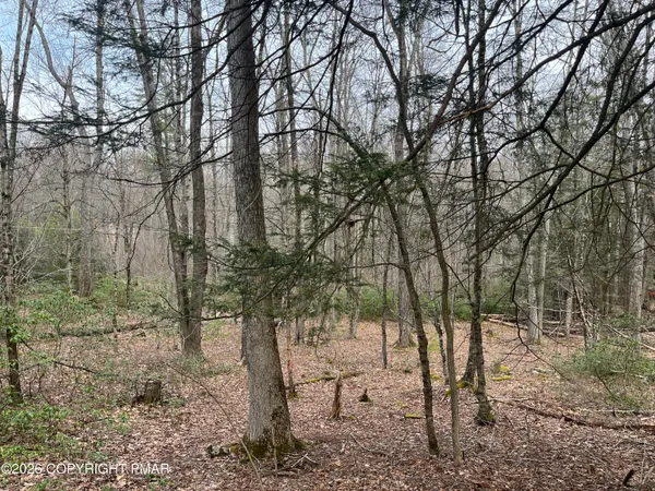 a view of a yard with large trees