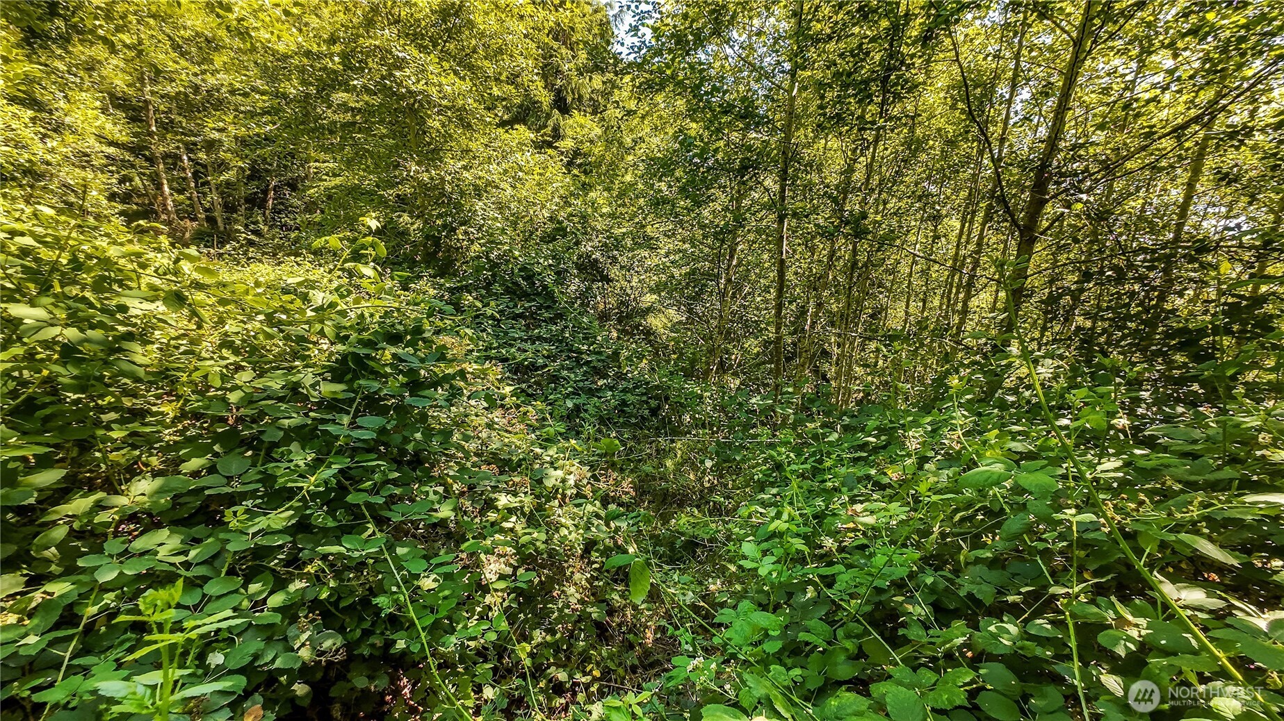 4001 4th Avenue Southwest Ilwaco, WA 98624 - Photo 13 of 20 a view of a tree