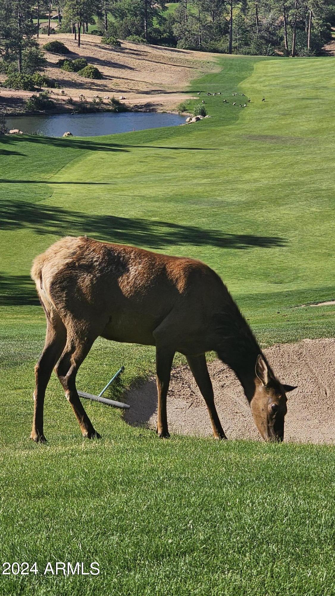 3009 East Arrow Point, Unit 241 Payson, AZ 85541 - Photo 11 of 13 a view of a outdoor space