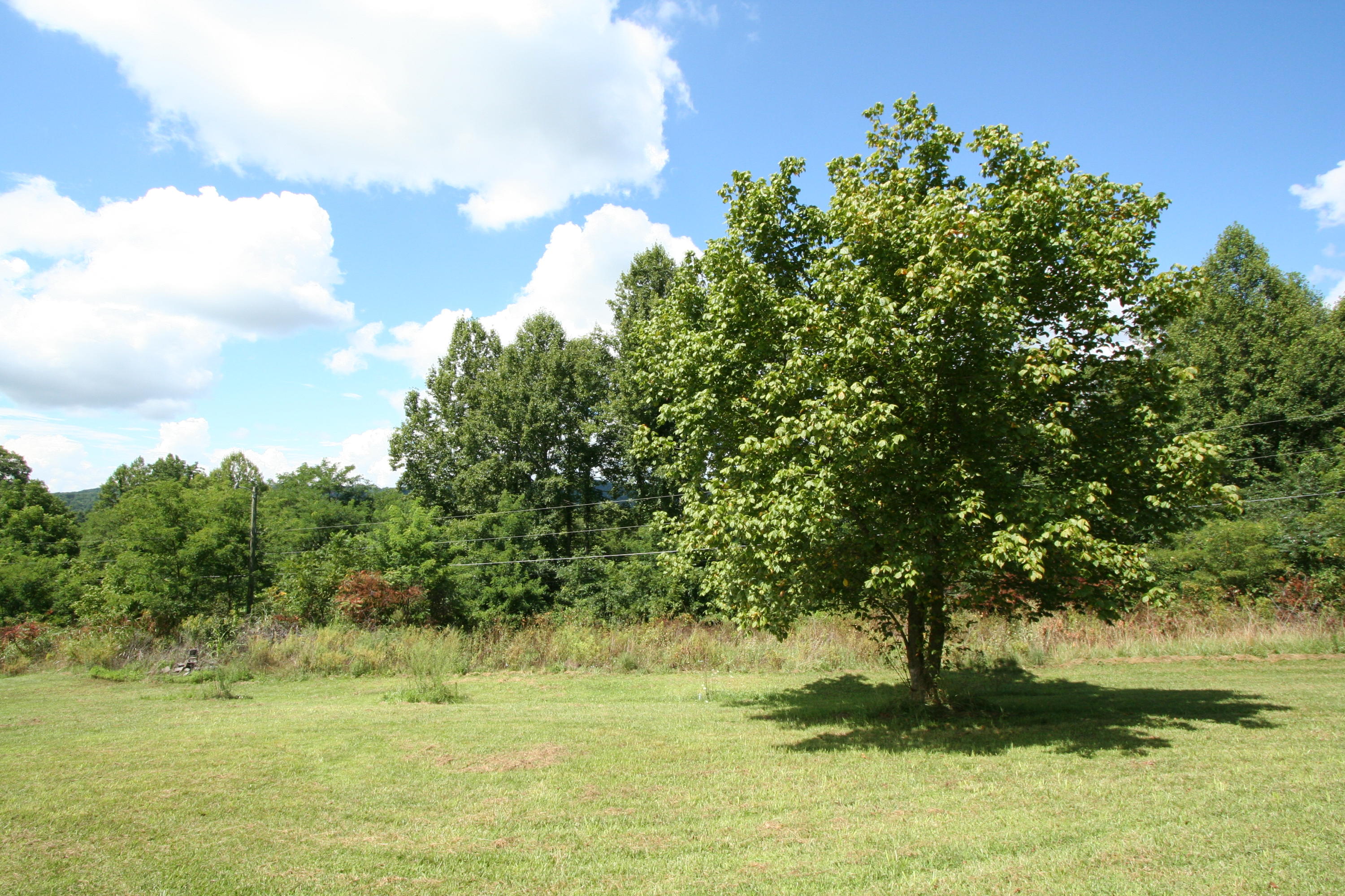 Wallace Road Luttrell, TN 37779 - Photo 9 of 24 Wallace Rd 9