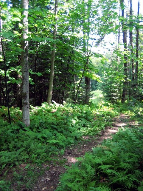 225 Hampshire Hill Road Worcester, VT 05682 - Photo 9 of 36