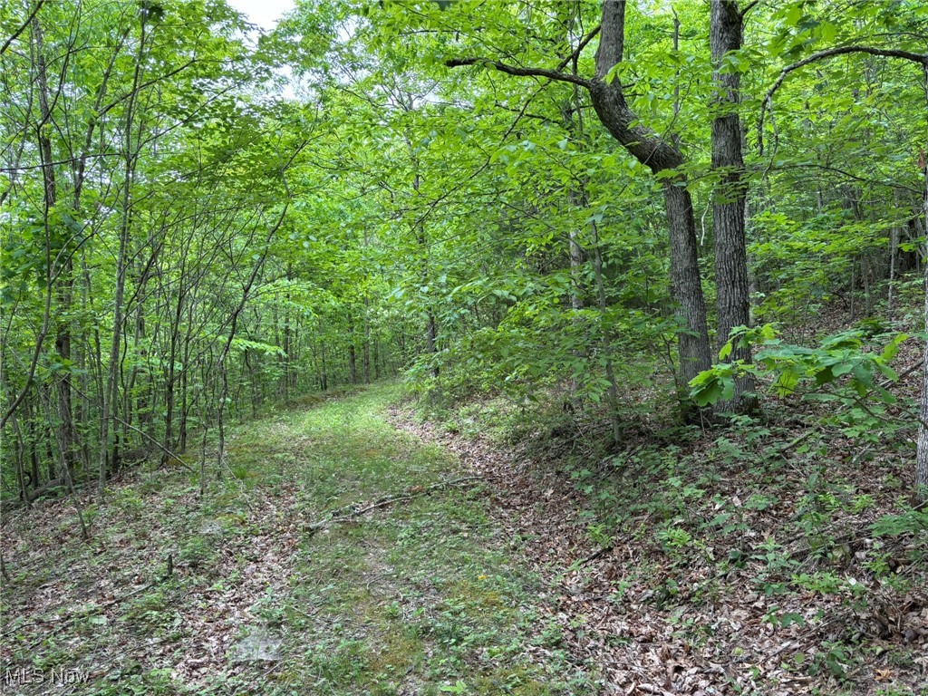 34215 Mt Hope Ridge Road Graysville, OH 45734 - Photo 9 of 50 View of tree filled area