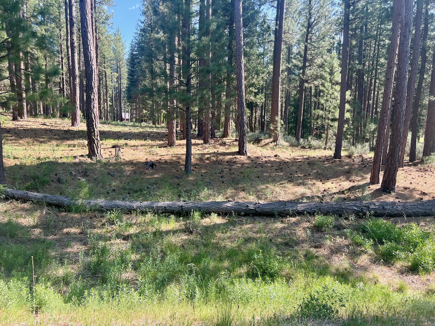 670 Redtail Loop Road Clio, CA 96106 - Photo 4 of 29