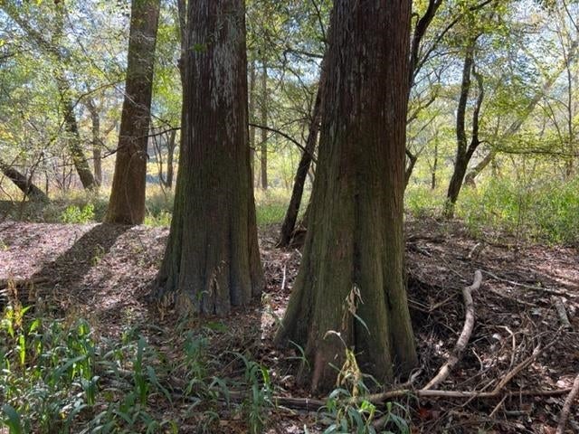 0 Unnamed Road Florala, AL 36442 - Photo 24 of 39 Gallery Image 24