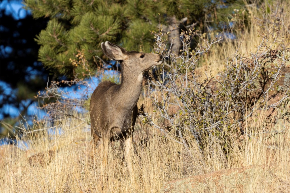 1344 Silver Heels Road Fairplay, CO 80440 - Photo 12 of 35 Local deer can be a wonderful site to behold, gracing the woods of properties throughout Silverheels Ranch.