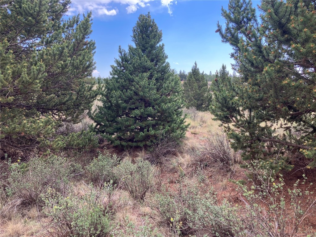 1344 Silver Heels Road Fairplay, CO 80440 - Photo 16 of 35 Native evergreen trees are found in all the right places, for a more secluded homesite.
