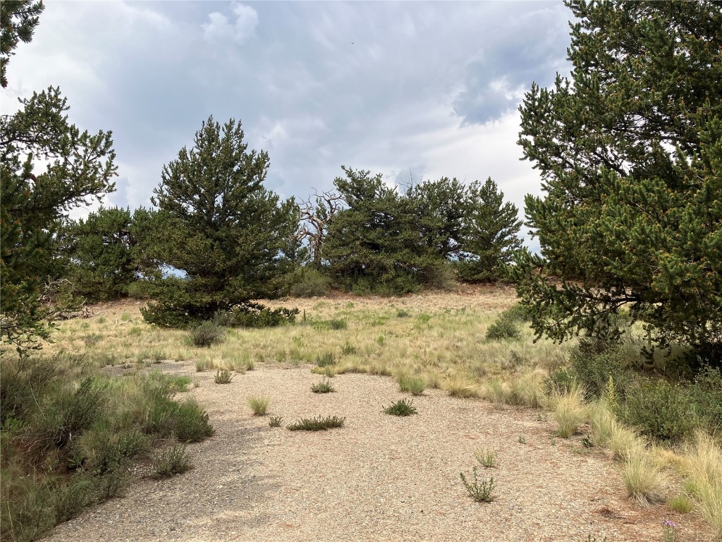 1344 Silver Heels Road Fairplay, CO 80440 - Photo 25 of 35 View from the site facing the road, nestled behind the Bristlecone tree berm