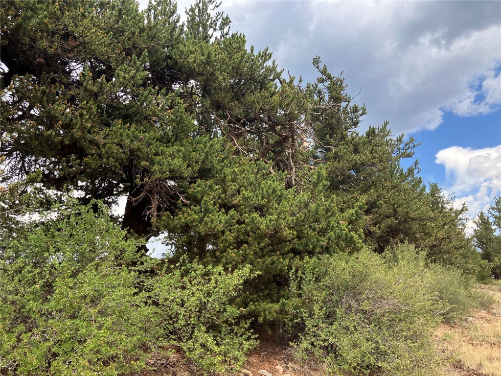 1344 Silver Heels Road Fairplay, CO 80440 - Photo 26 of 35 Age-old Bristlecone Trees line the road frontage for added privacy
