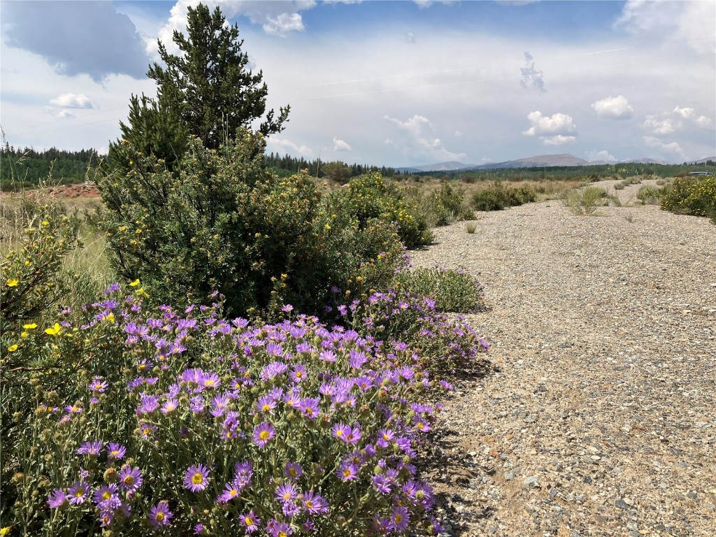 1344 Silver Heels Road Fairplay, CO 80440 - Photo 27 of 35 Native wildflowers and grasses can be observed on the site