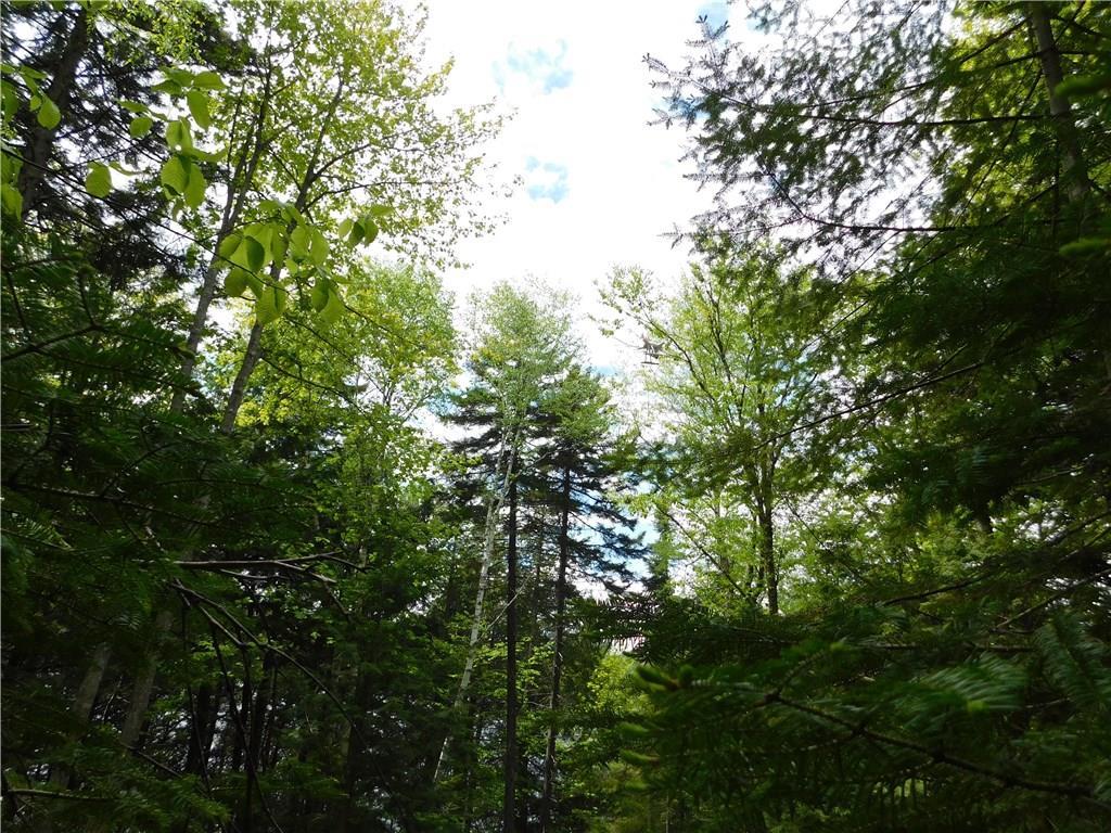 Pp41 East Road West Forks, ME 04985 - Photo 17 of 21 view in the trees of the clearing.