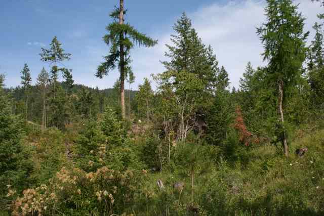 0 United Copper Mine Road Chewelah, WA 99109 - Photo 3 of 8 Gallery Image 3