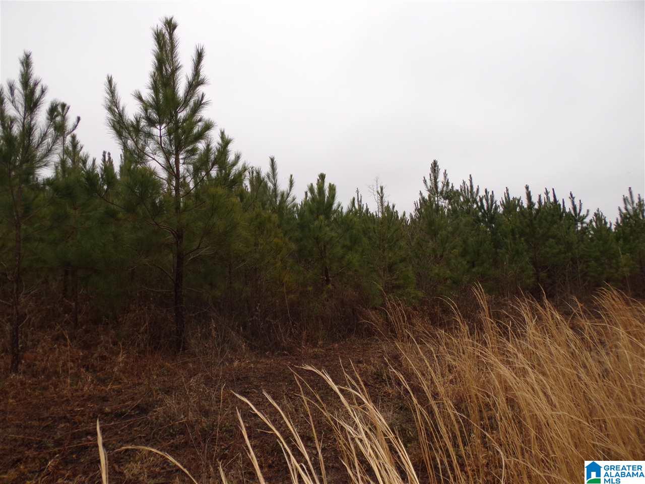 Jackson Trail, Unit 4 Albertville, AL 35950 - Photo 8 of 13