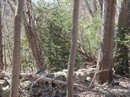 441 Wareham Street Middleboro, MA 02346 - Photo 5 of 10 a view of a forest filled with trees