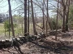 a view of a forest filled with trees