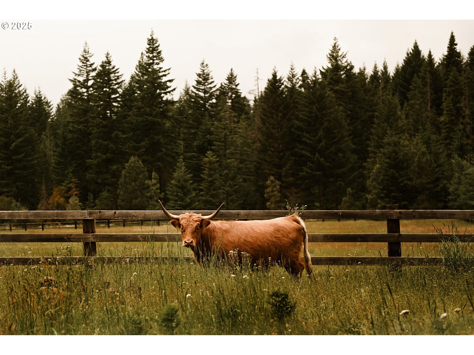 230 Jennings Road Trout Lake, WA 98650 - Photo 17 of 47 a view of outdoor space with garden