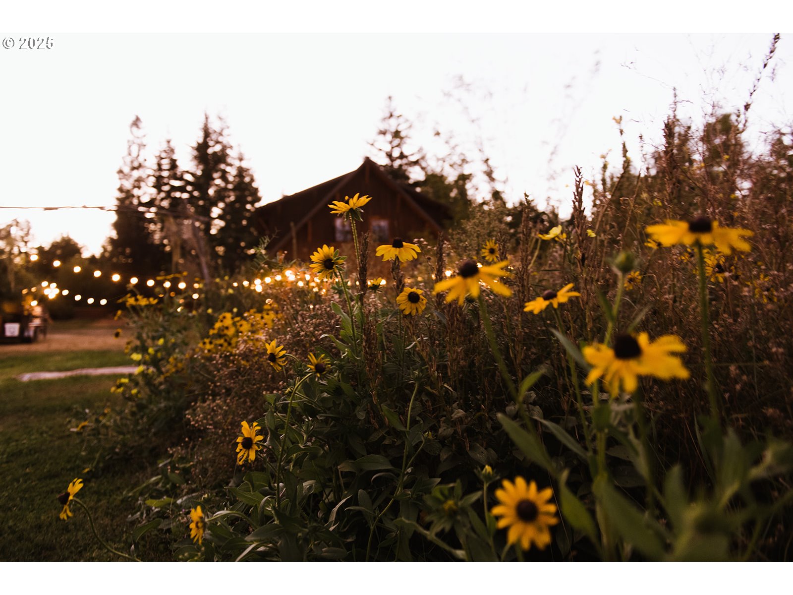 230 Jennings Road Trout Lake, WA 98650 - Photo 21 of 47 a view of a tree in a field