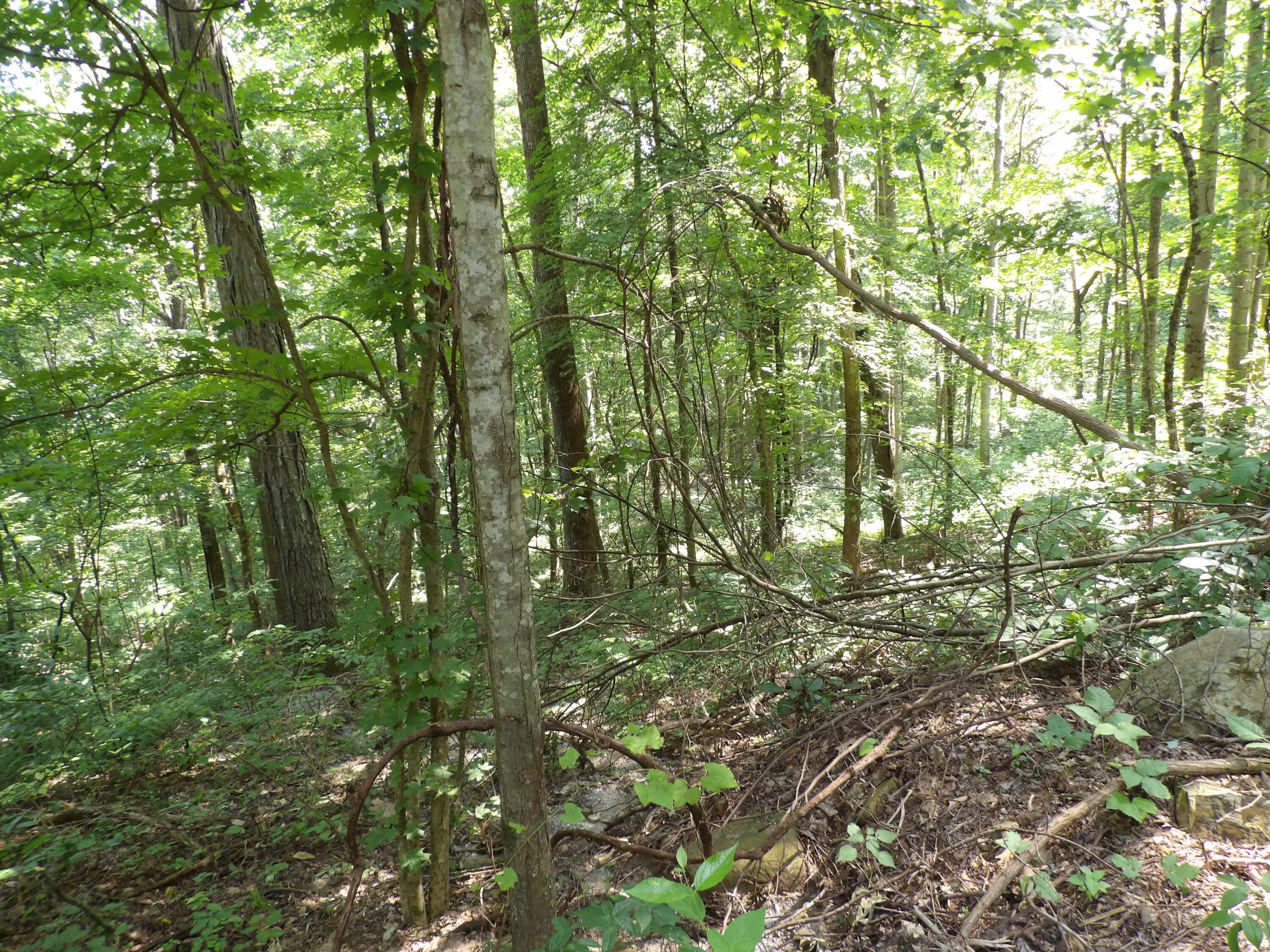 80 Cherokee Ridge Road, Unit 80 Pikeville, TN 37367 - Photo 5 of 12 100_5783