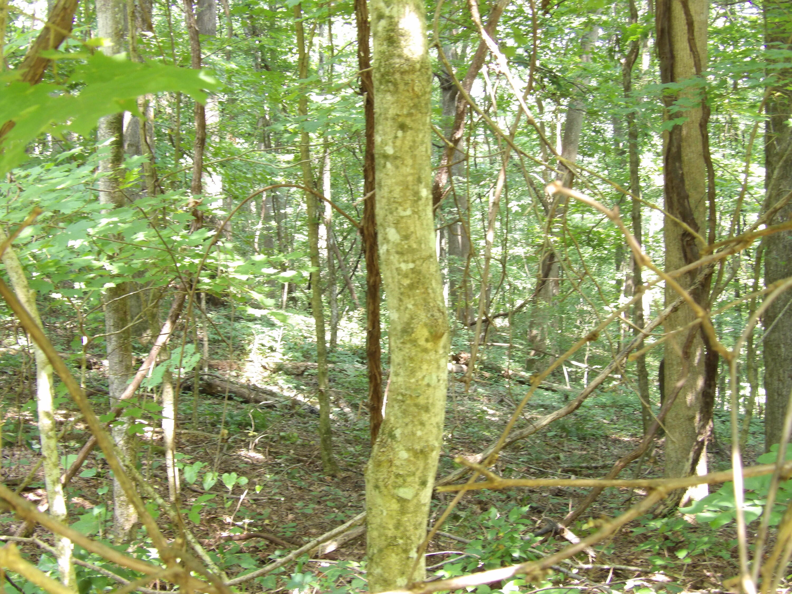 80 Cherokee Ridge Road, Unit 80 Pikeville, TN 37367 - Photo 6 of 12 100_5784