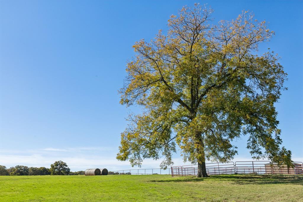 2212 Spring Hill Road Aubrey, TX 76227 - Photo 14 of 36 a view of a tree with a big yard