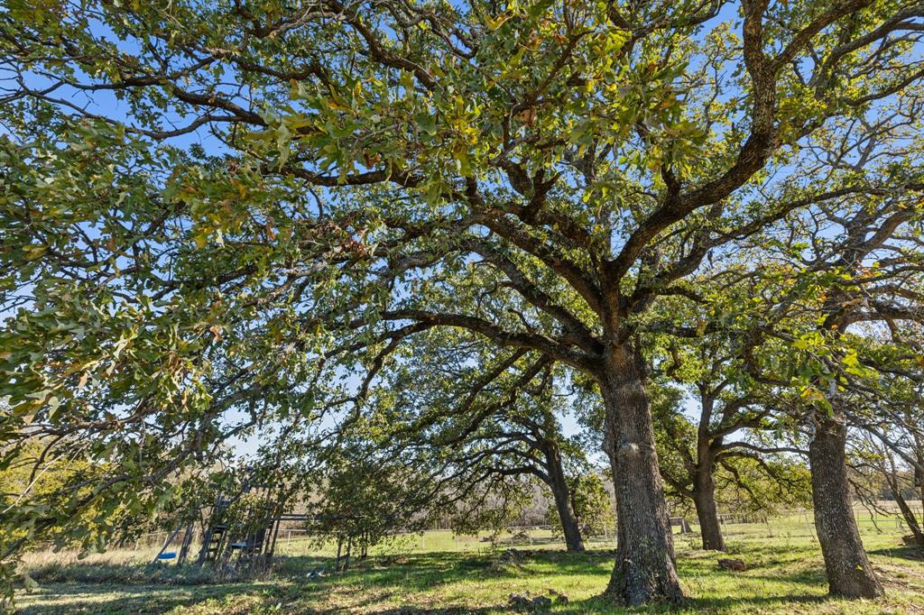 2212 Spring Hill Road Aubrey, TX 76227 - Photo 31 of 36 a picture of tree