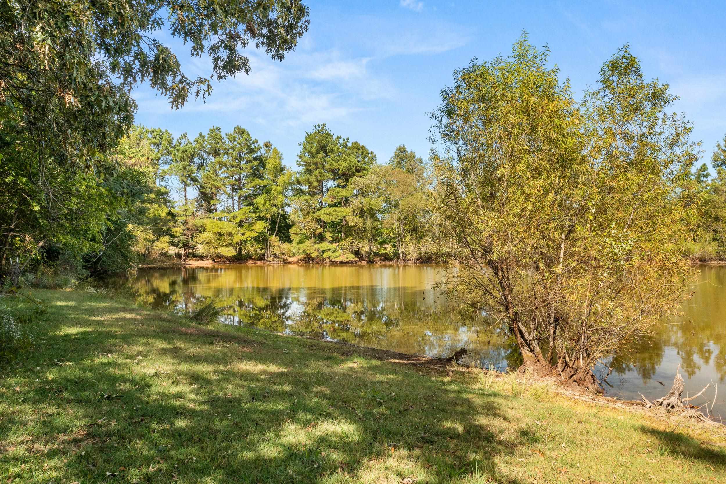 Water view with a forest