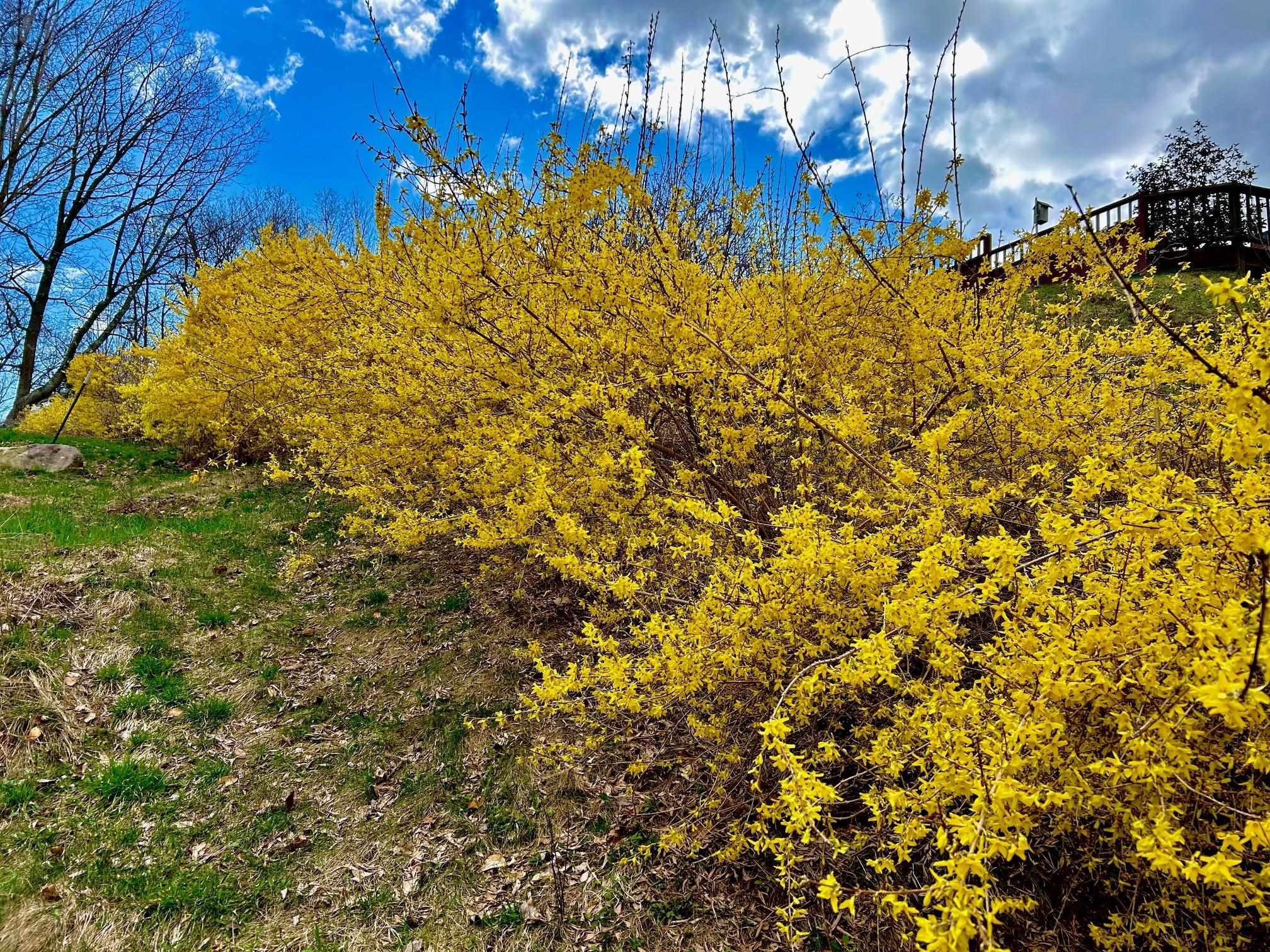 143 Hillwinds Road Brattleboro, VT 05301 - Photo 44 of 46