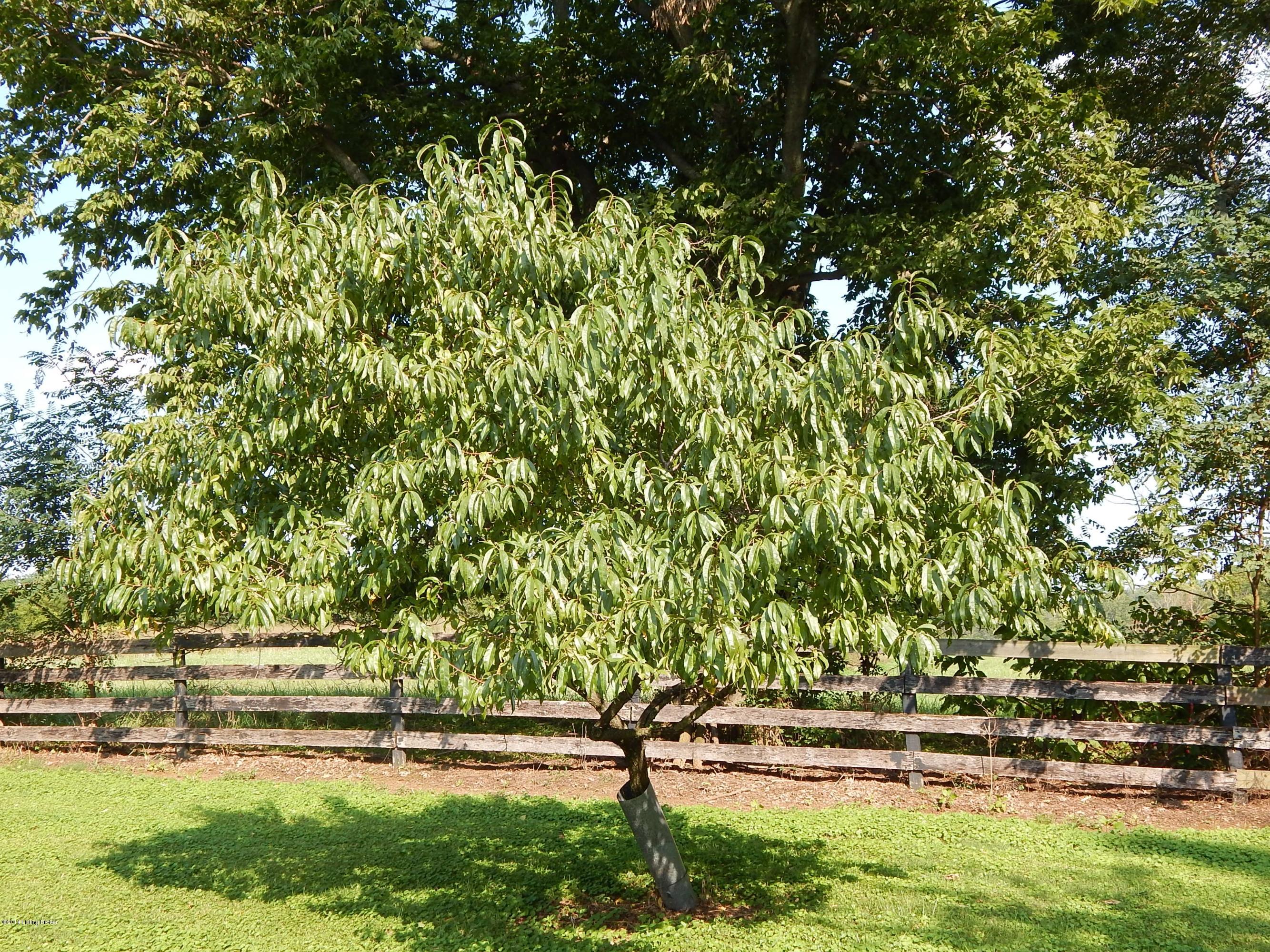 11215 Covered Bridge Road Prospect, KY 40059 - Photo 25 of 28 Peach tree