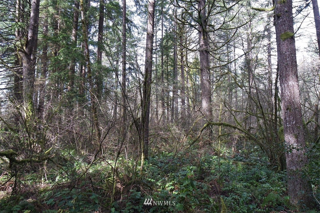 -xxx Limmer Road Winlock, WA 98596 - Photo 3 of 24