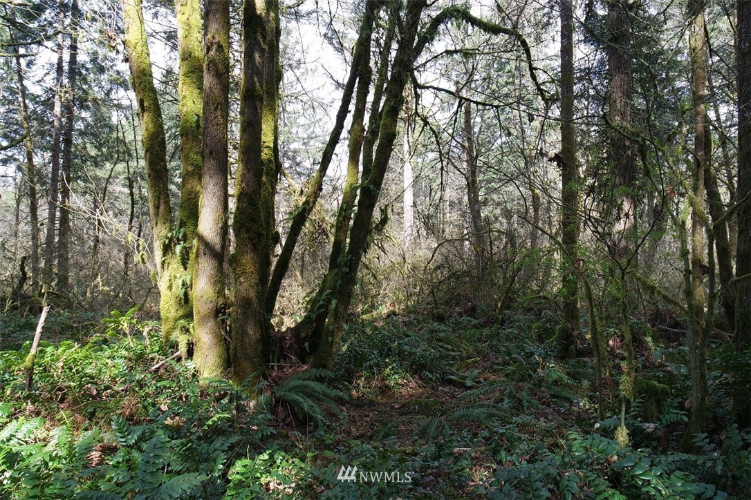 -xxx Limmer Road Winlock, WA 98596 - Photo 8 of 24
