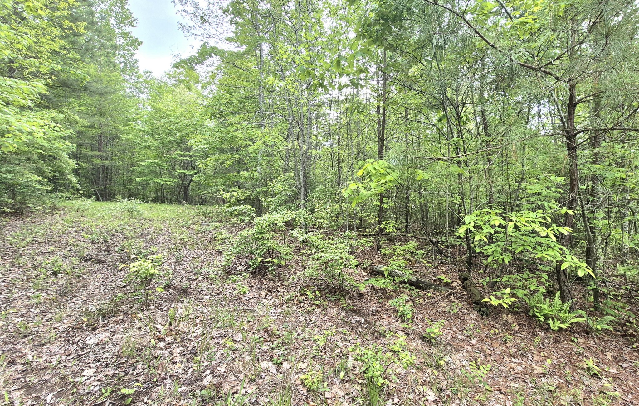 6070 Raulston Falls Drive Jasper, TN 37347 - Photo 3 of 28 a view of a lush green forest with large trees