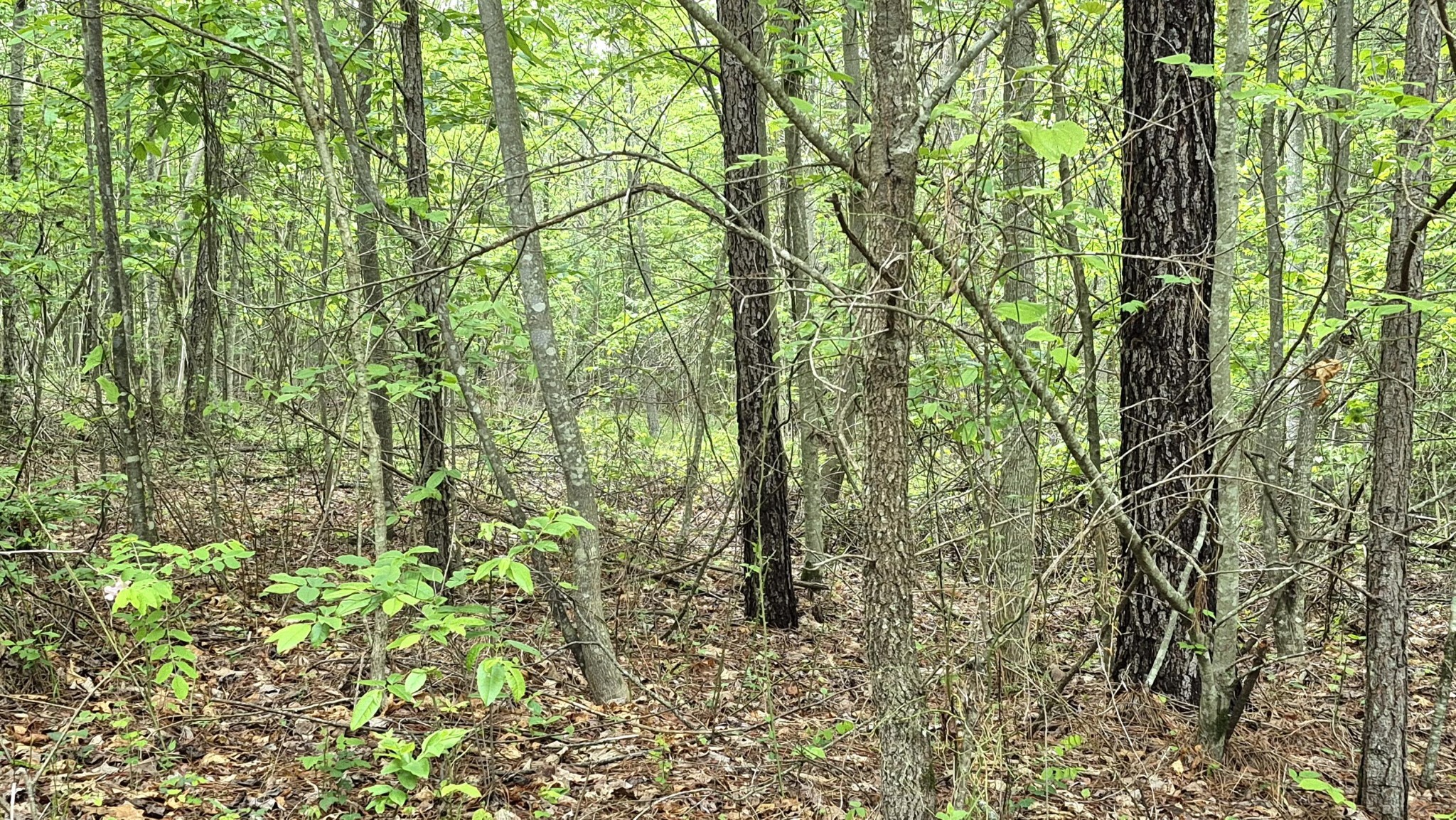 6070 Raulston Falls Drive Jasper, TN 37347 - Photo 8 of 28 a view of a yard with plants and large trees