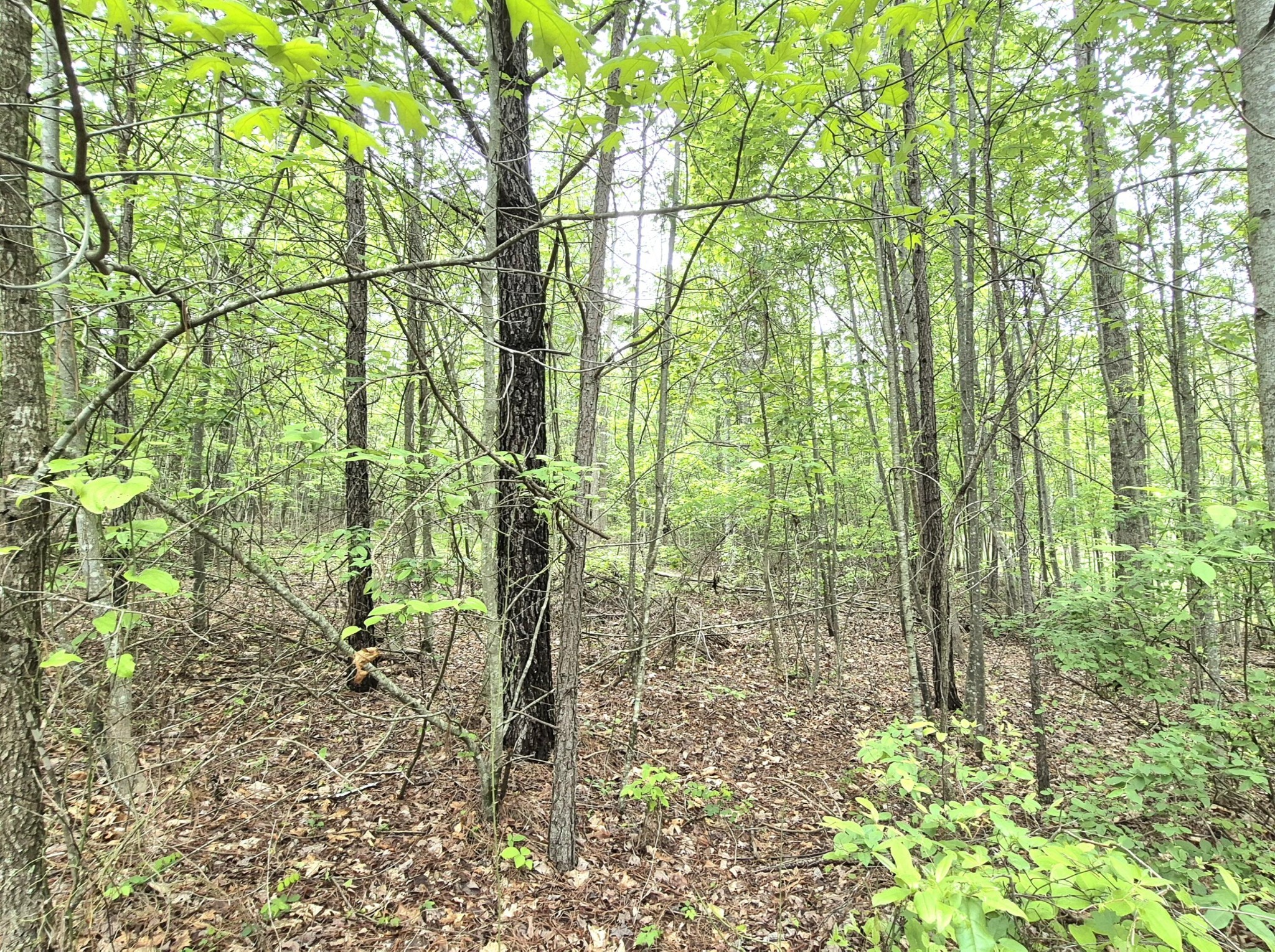 6070 Raulston Falls Drive Jasper, TN 37347 - Photo 8 of 28 a view of a garden