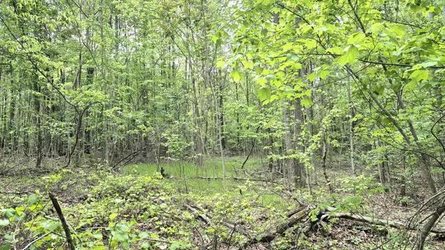a green field with lots of bushes