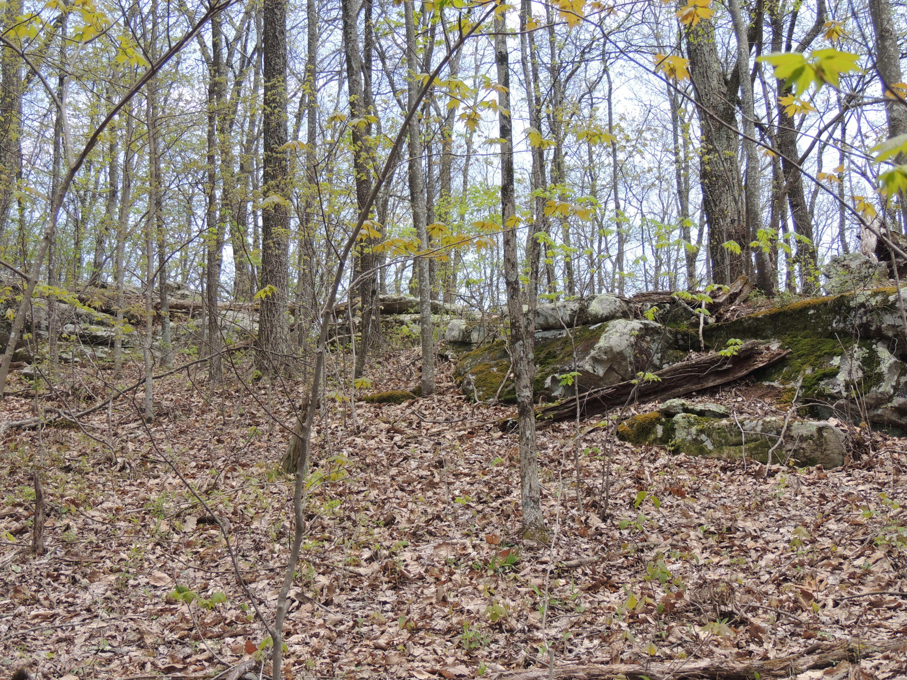 Mountain Loop Road Bean Station, TN 37708 - Photo 6 of 6 DSCN7882