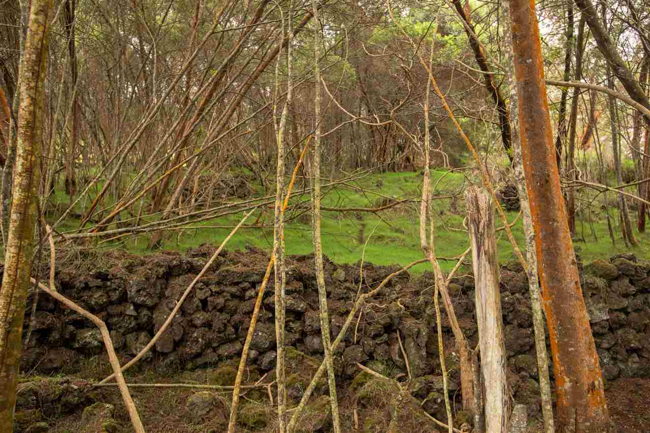 Cross Road Kula, HI 96790 - Photo 6 of 16 view of a backyard