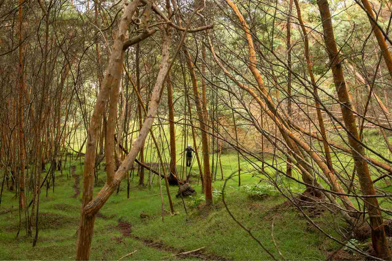 Cross Road Kula, HI 96790 - Photo 8 of 16 a backyard of a house with lots of trees