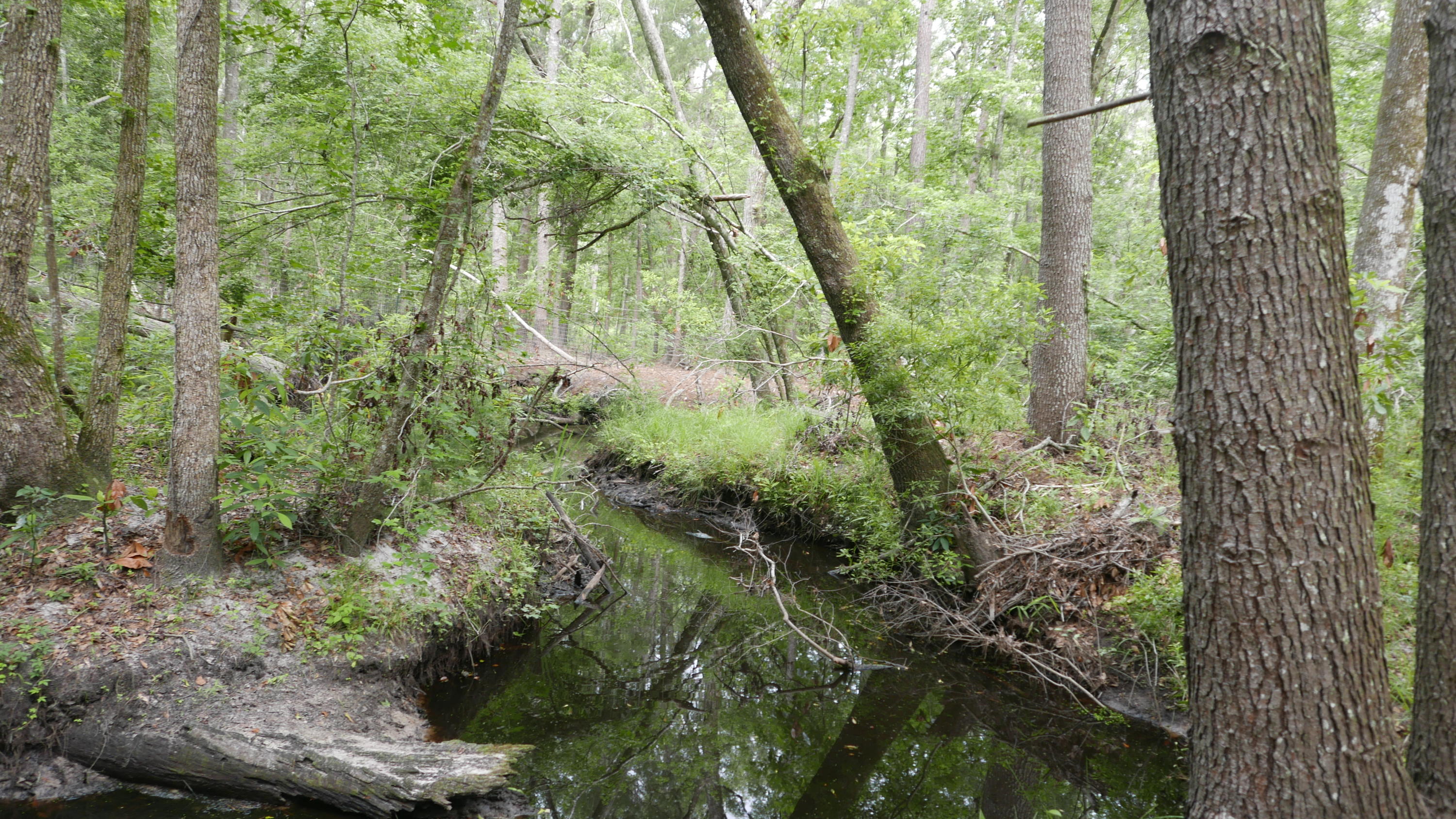 0 Kelsey's Mill Road Ravenel, SC 29470 - Photo 12 of 19 P1230465