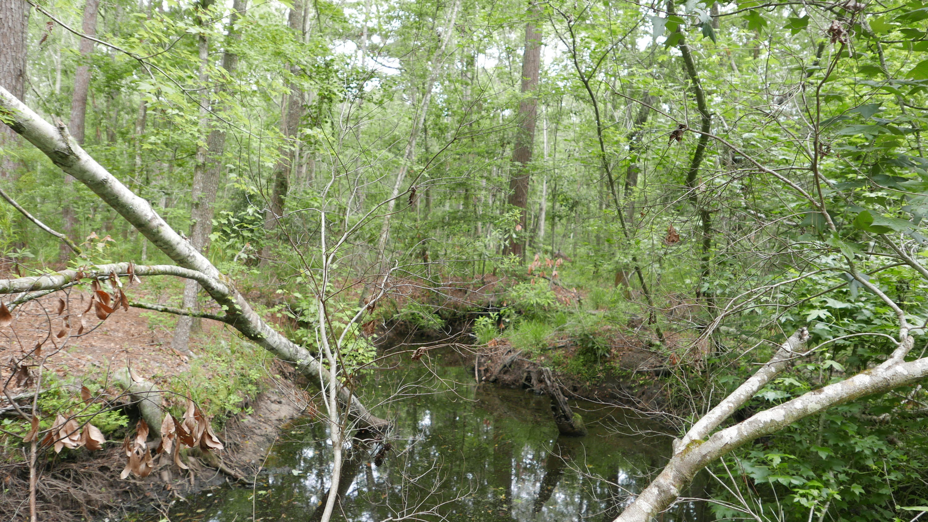 0 Kelsey's Mill Road Ravenel, SC 29470 - Photo 13 of 19 P1230467